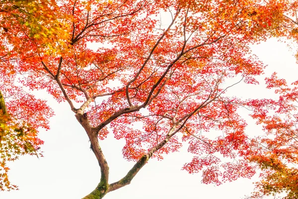 Colorful Autumn Leaves — Stock Photo, Image