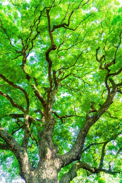 Bela floresta com árvores — Fotografia de Stock