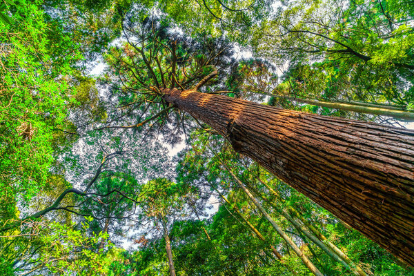 красивый лес с деревьями
