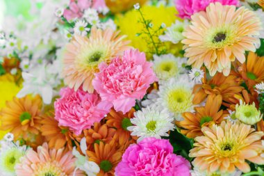 güzel renkli çiçekler