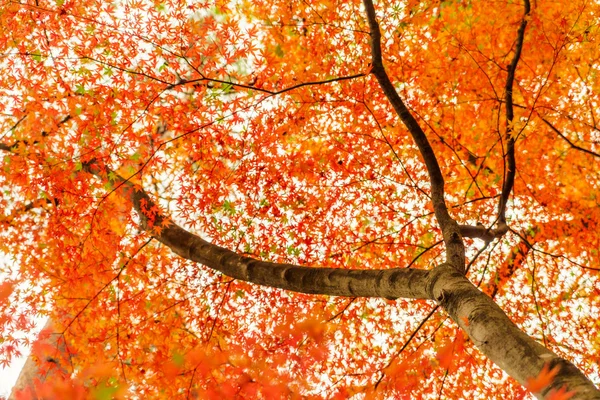 Bunte Herbstblätter — Stockfoto