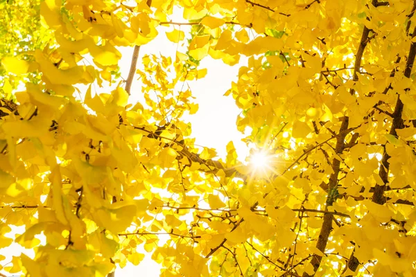 Bunte Herbstblätter — Stockfoto