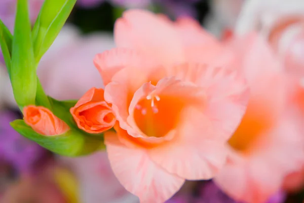 美しい色とりどりの花 — ストック写真