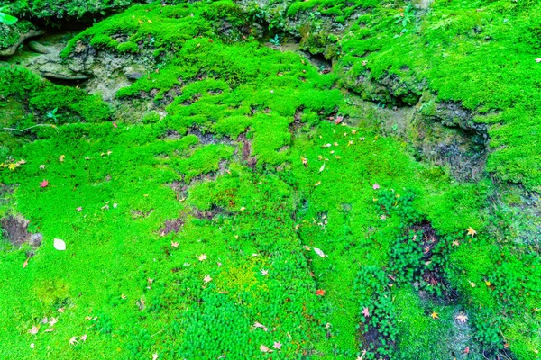 新鮮な緑の苔 — ストック写真