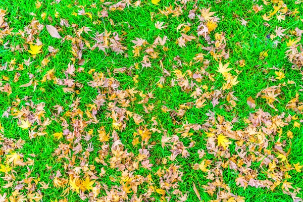 Feuilles d'érable d'automne sur herbe — Photo