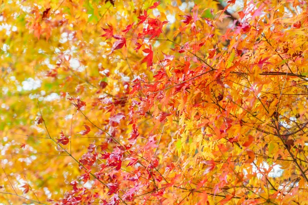 Bunte Herbstblätter — Stockfoto