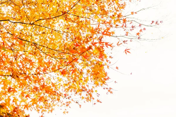 Bunte Herbstblätter — Stockfoto