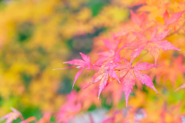 Bunte Herbstblätter — Stockfoto