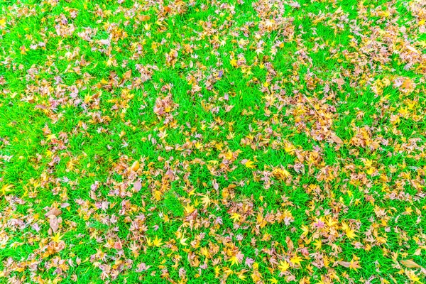 Outono folhas de bordo na grama — Fotografia de Stock