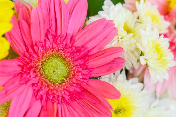 美しい色とりどりの花 — ストック写真