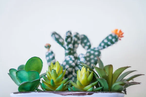 Невеликі кактуси в горщику — стокове фото