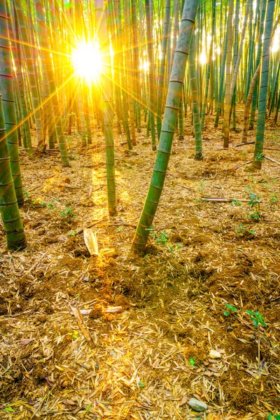 Bambuskog med solstrålarna — Stockfoto
