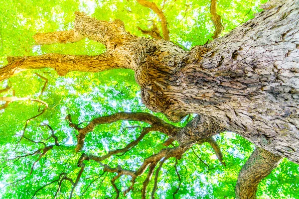 Лесные деревья, изображения высокой четкости — стоковое фото