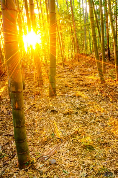 Bambuskog med solstrålarna — Stockfoto