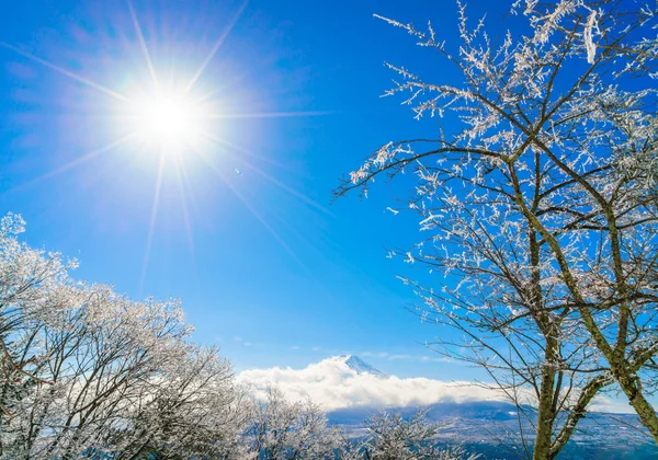 Mountain Fuji with ice on trees — Stock Photo, Image