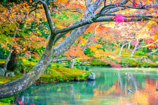 Bosque de otoño con río — Foto de Stock