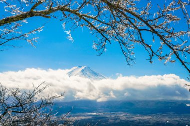Ağaçlarda buzlu dağ Fuji