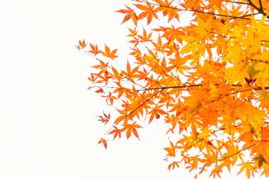 Renkli sonbahar yaprakları