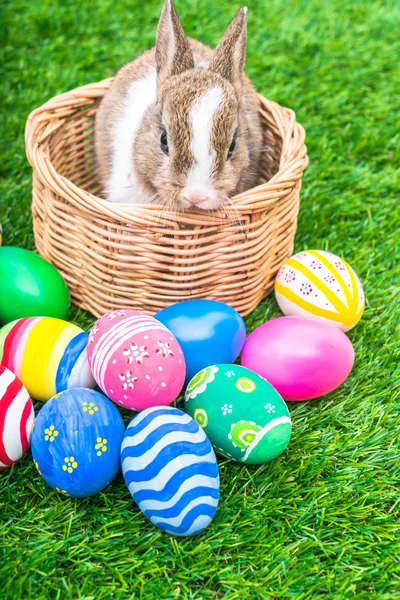 Rabbit and easter eggs — Stock Photo, Image