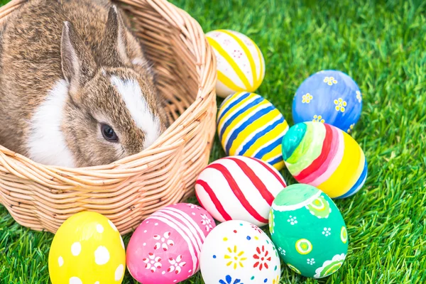 Rabbit and easter eggs — Stock Photo, Image