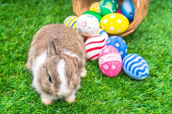 Rabbit and easter eggs — Stock Photo, Image