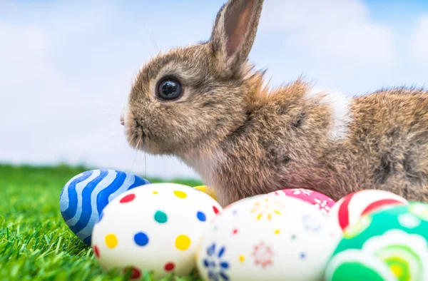 Nyúl és a húsvéti tojás — Stock Fotó