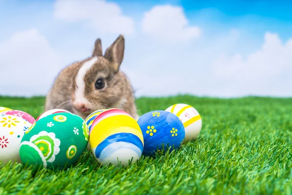 Rabbit and easter eggs — Stock Photo, Image