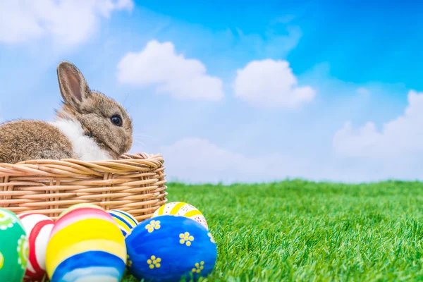 Rabbit and easter eggs — Stock Photo, Image