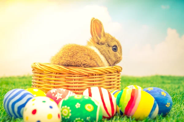 Rabbit and easter eggs — Stock Photo, Image
