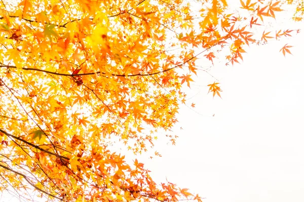 Folhas de outono coloridas — Fotografia de Stock