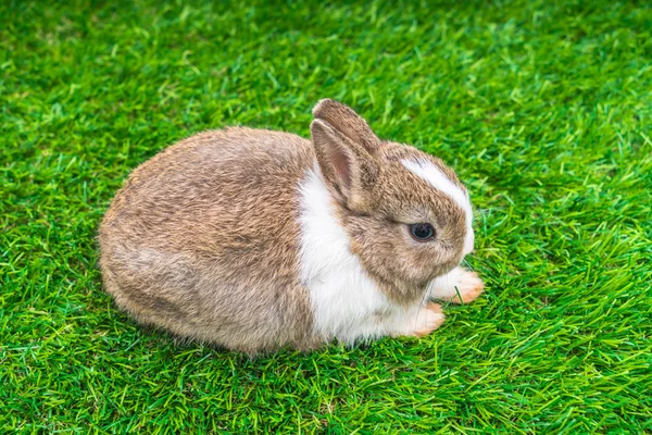 Rabbit on green grass — Stock Photo, Image