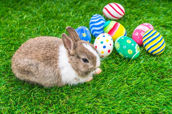 Nyúl és a húsvéti tojás — Stock Fotó