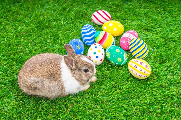 Rabbit and easter eggs — Stock Photo, Image