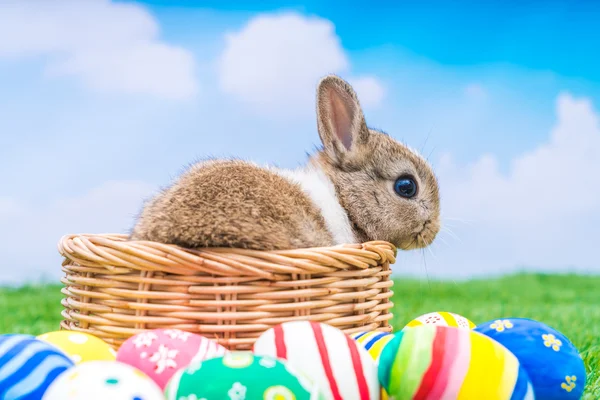 Hasen und Ostereier — Stockfoto