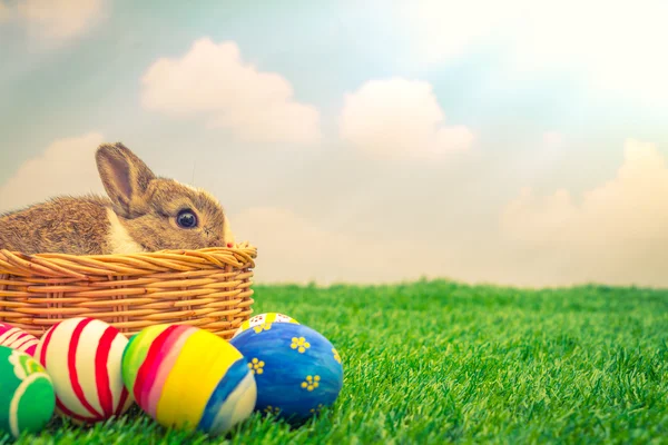 Rabbit and easter eggs — Stock Photo, Image