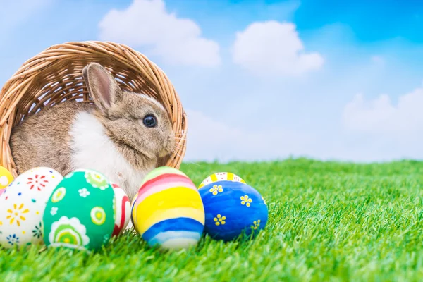 Rabbit and easter eggs — Stock Photo, Image