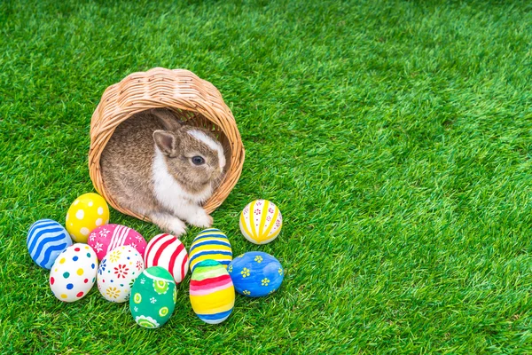 Rabbit and easter eggs — Stock Photo, Image