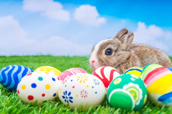 Œufs de lapin et de Pâques — Photo
