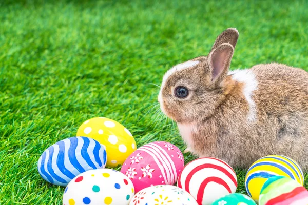 Rabbit and easter eggs — Stock Photo, Image