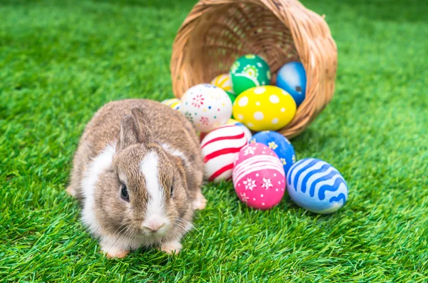 Rabbit and easter eggs — Stock Photo, Image