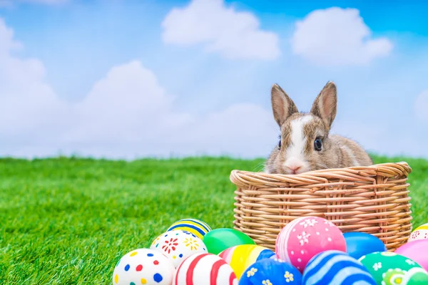 Rabbit and easter eggs — Stock Photo, Image