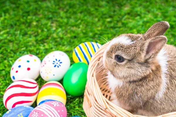 Rabbit and easter eggs — Stock Photo, Image