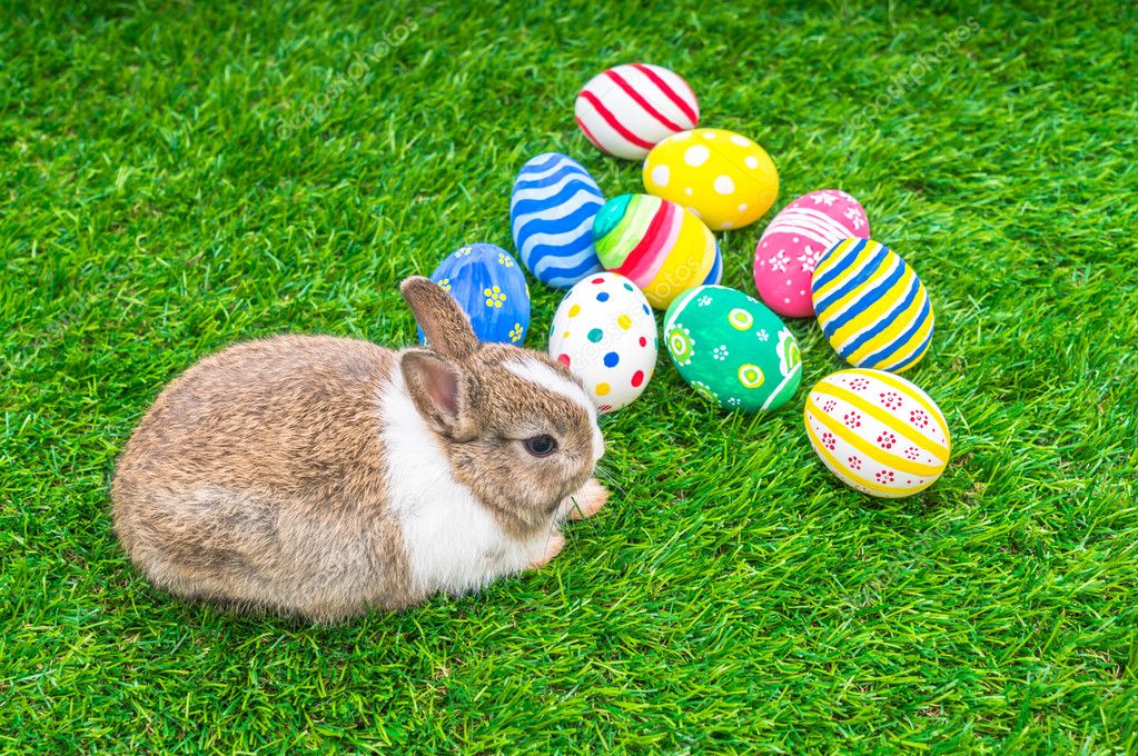 Rabbit And Easter Eggs