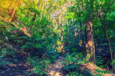 Ağaçları olan güzel bir orman