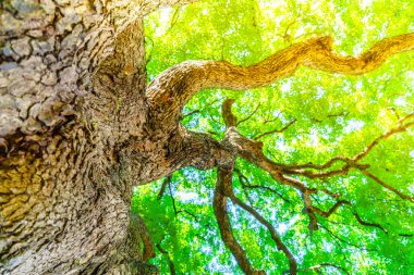 Orman ağaçları, yüksek çözünürlüklü görüntüleri