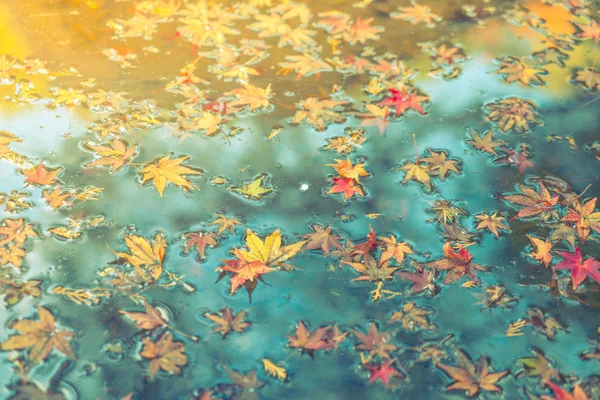 Kleurrijke Autumn maple leaf op het water (gefilterde afbeelding proces — Stockfoto