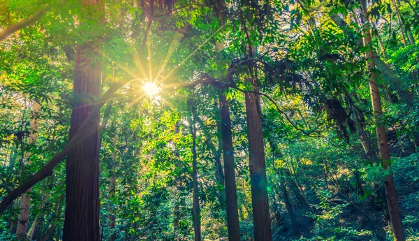 Beautiful Forest with trees — Stock Photo, Image