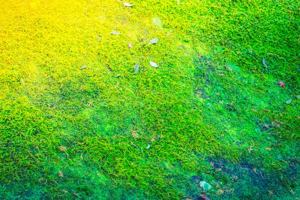 Moss verde primavera fresco (immagine filtrata elaborata effetto vintage — Foto Stock