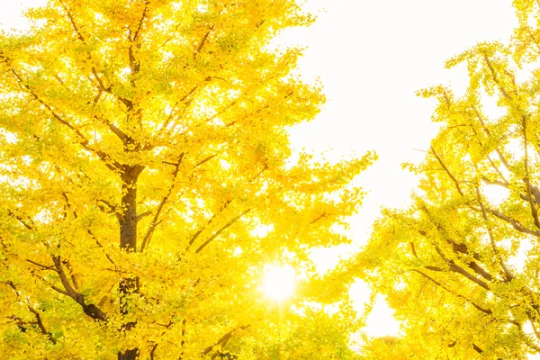 Hojas de otoño colorido — Foto de Stock