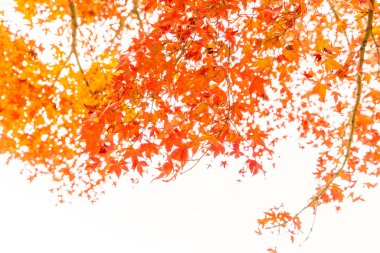 Renkli sonbahar yaprakları